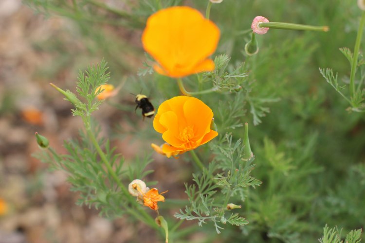 Fun things to do. San Luis Obispo Botanical Garden- DearCreatives.com California poppy flowers with a bumble bee flying out of after pollination