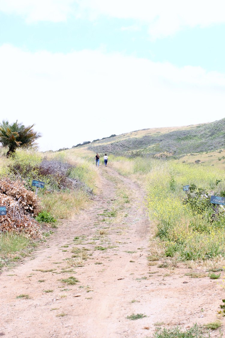 Fun things to do, travel San Luis Obispo Botanical Garden- DearCreatives.com Hiking trails behind the botanical gardens at the botanical gardens in El Chorro Park San Luis Obispo Calfornia