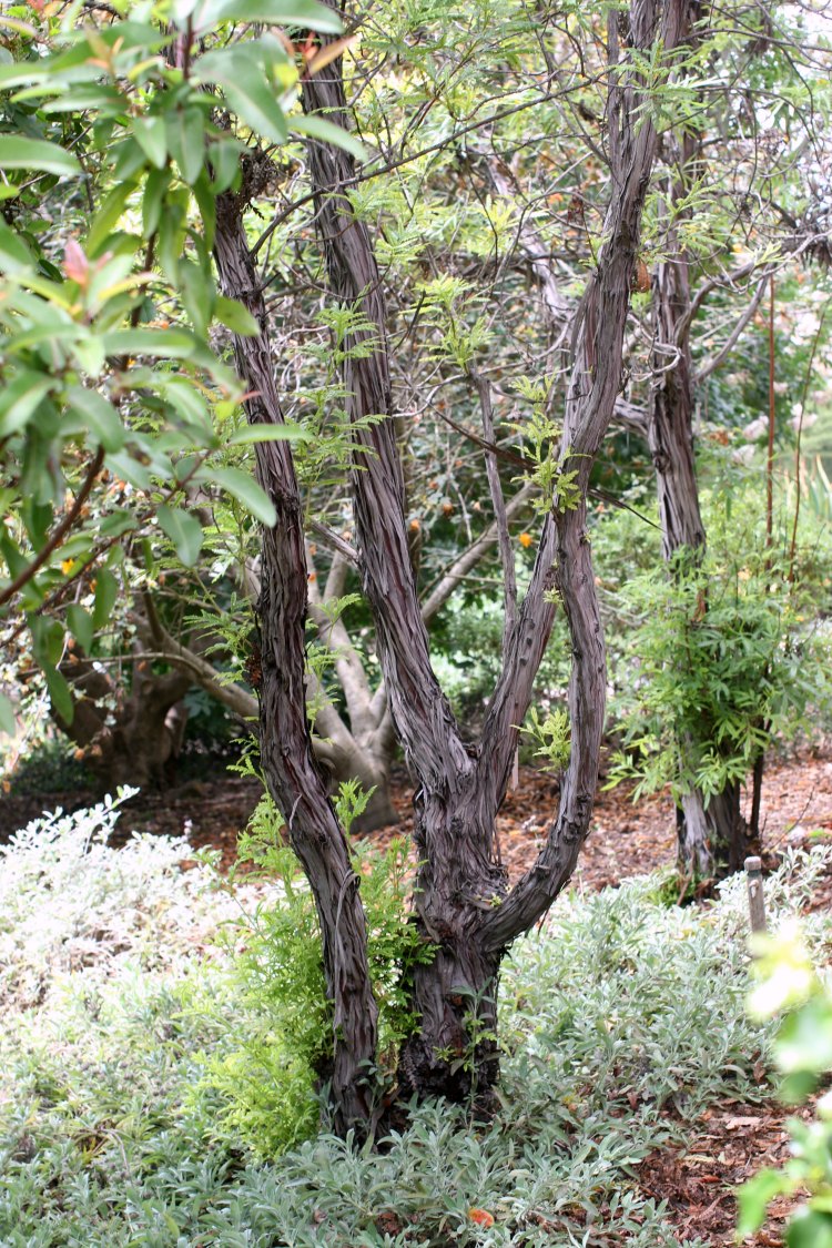 Fun things to do, travel San Luis Obispo Botanical Garden- DearCreatives.com Trees with peeling bark