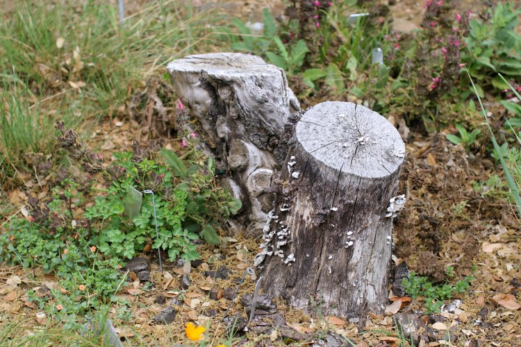 San Luis Obispo Botanical Garden- DearCreatives.com stumps with grasses nearby where baby bunnies were hiking in at the gardens.