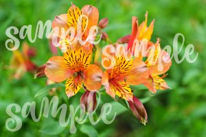 bontanical flower nature photography © 2017 Theresa Huse sample nature flower photography that I printed on canvas