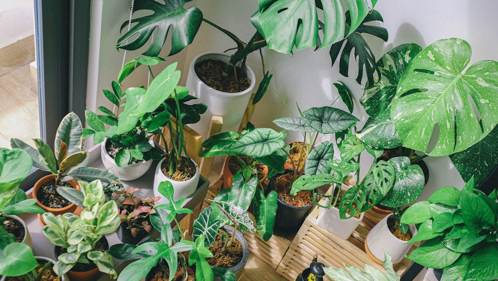 A variety of potted houseplants including Monstera and others in a sunlit indoor setting.