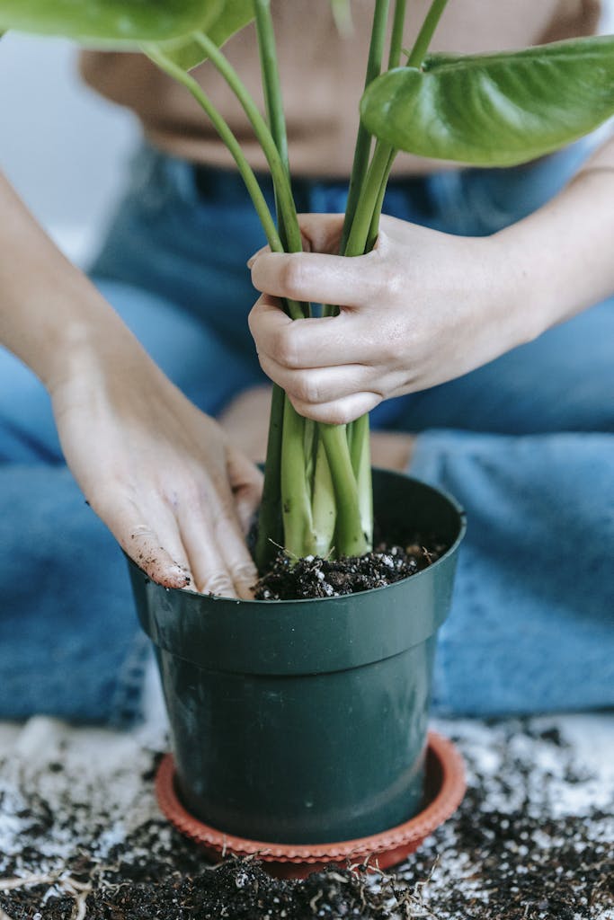 Close-up of a woman transplanting a potted plant indoors with soil scattered around.